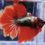 betta975
