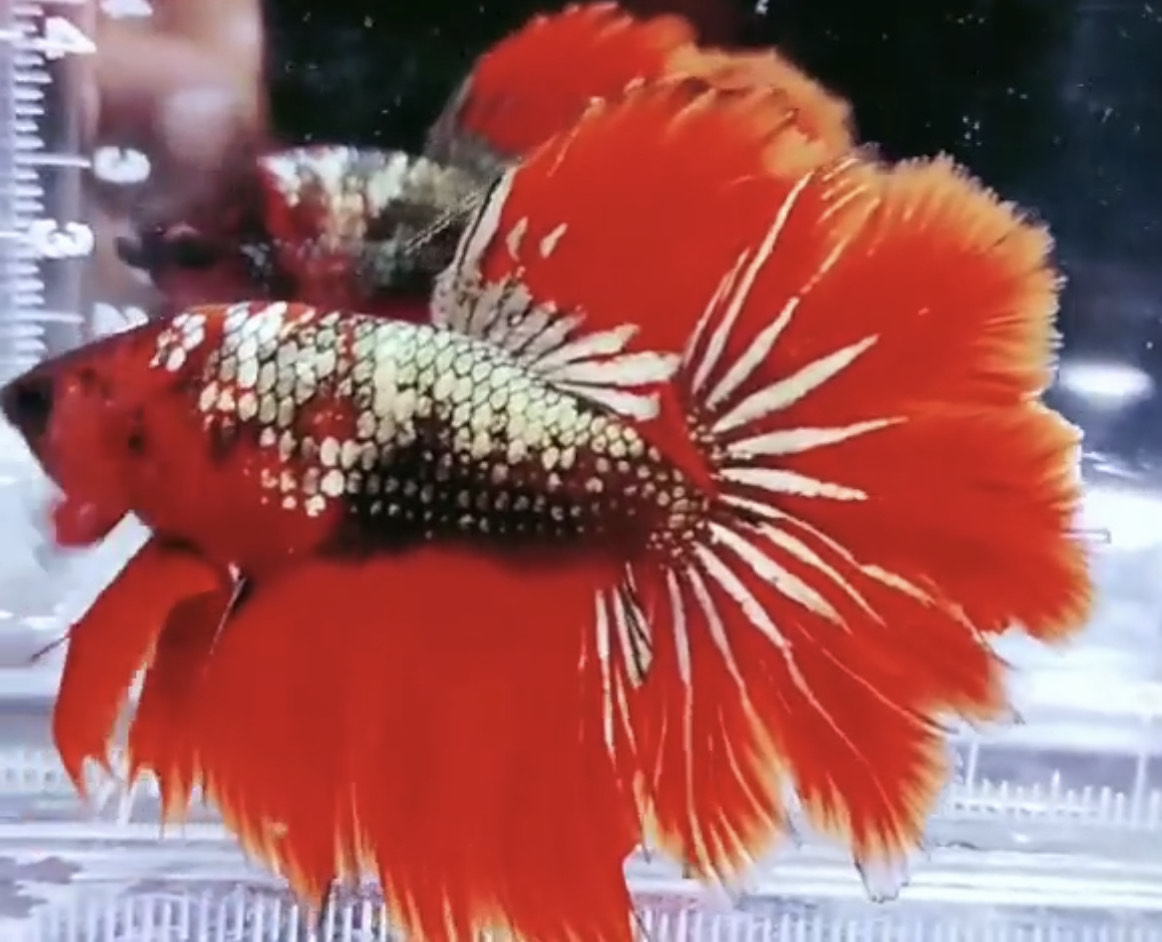 betta975