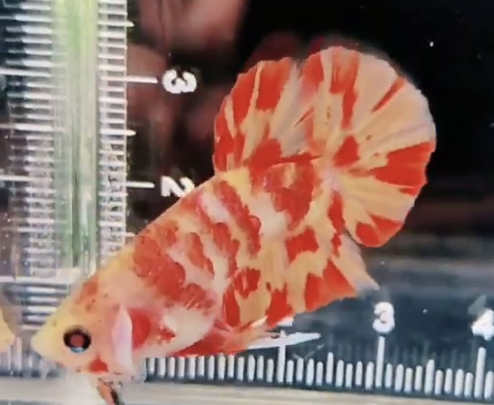 betta983