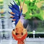 betta978
