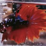 betta971
