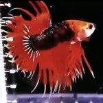 betta980