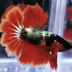 betta974