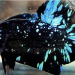 betta984