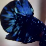 betta984