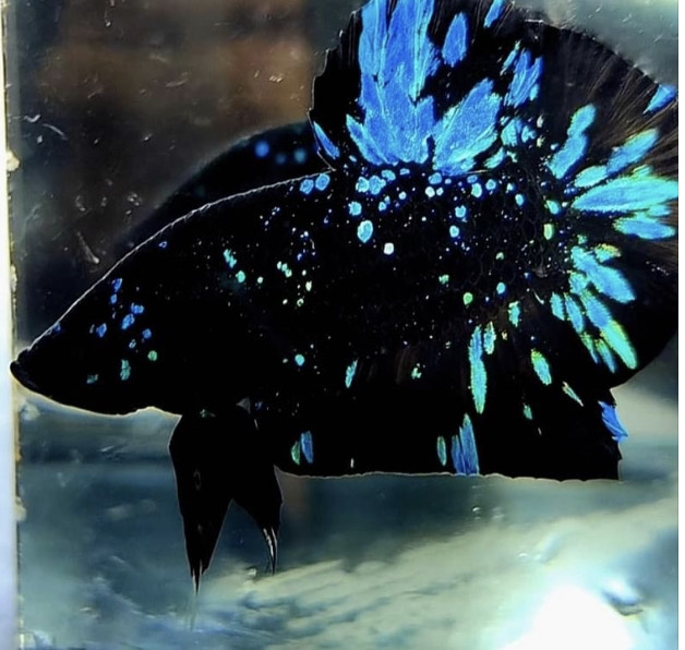betta984