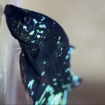 betta984