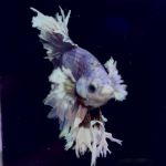 betta985