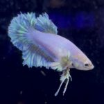 betta985