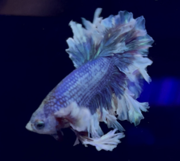 betta985