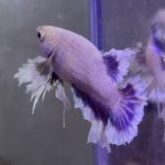 betta985