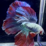 betta987