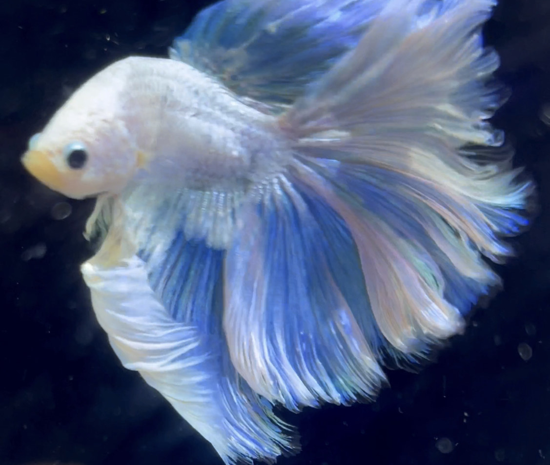betta987