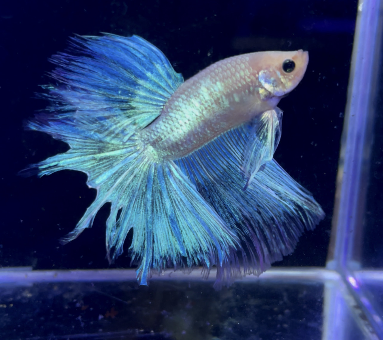 betta990