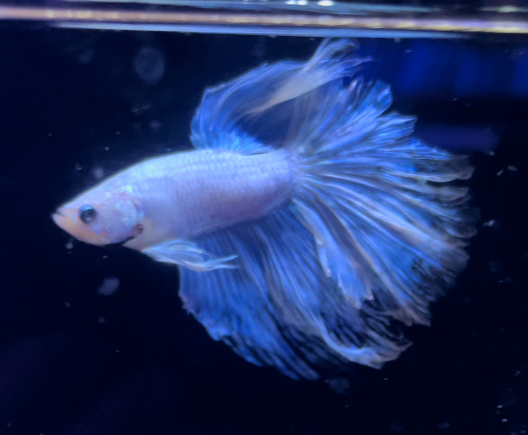 betta991