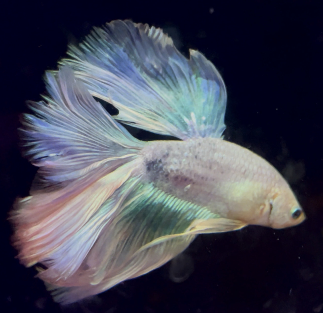 betta992
