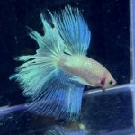 betta990