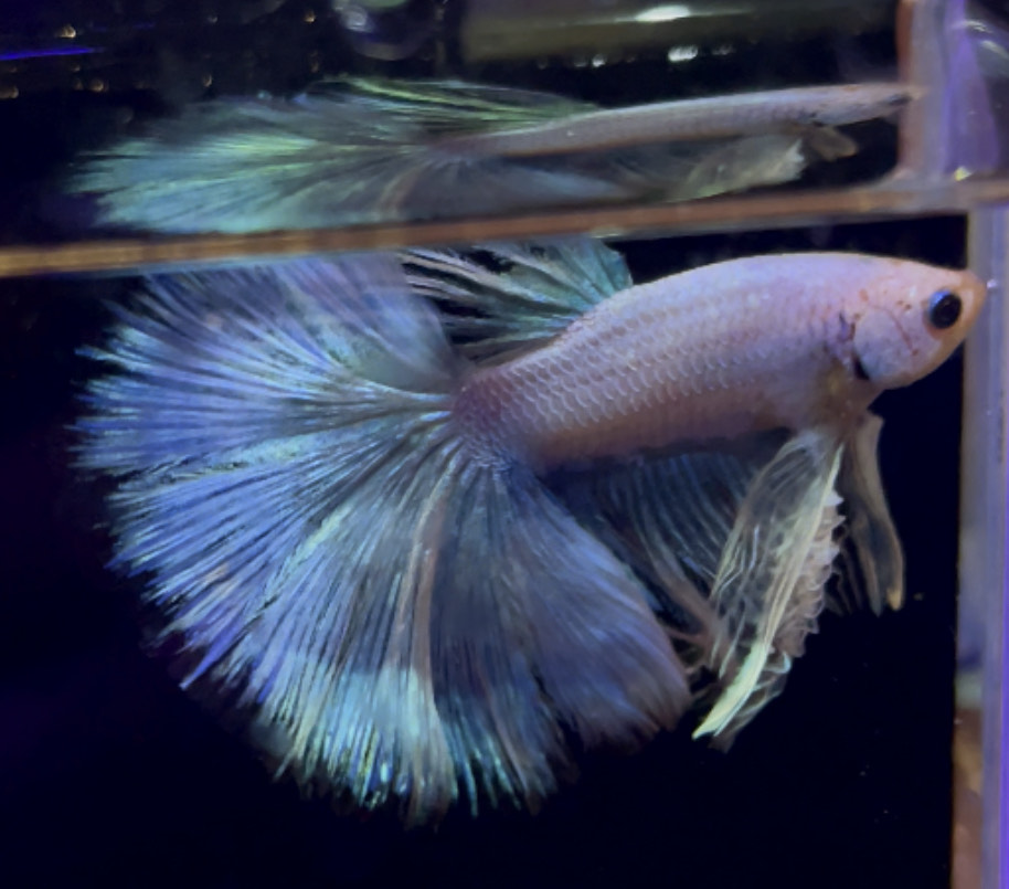 betta993