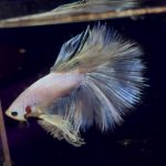 betta993