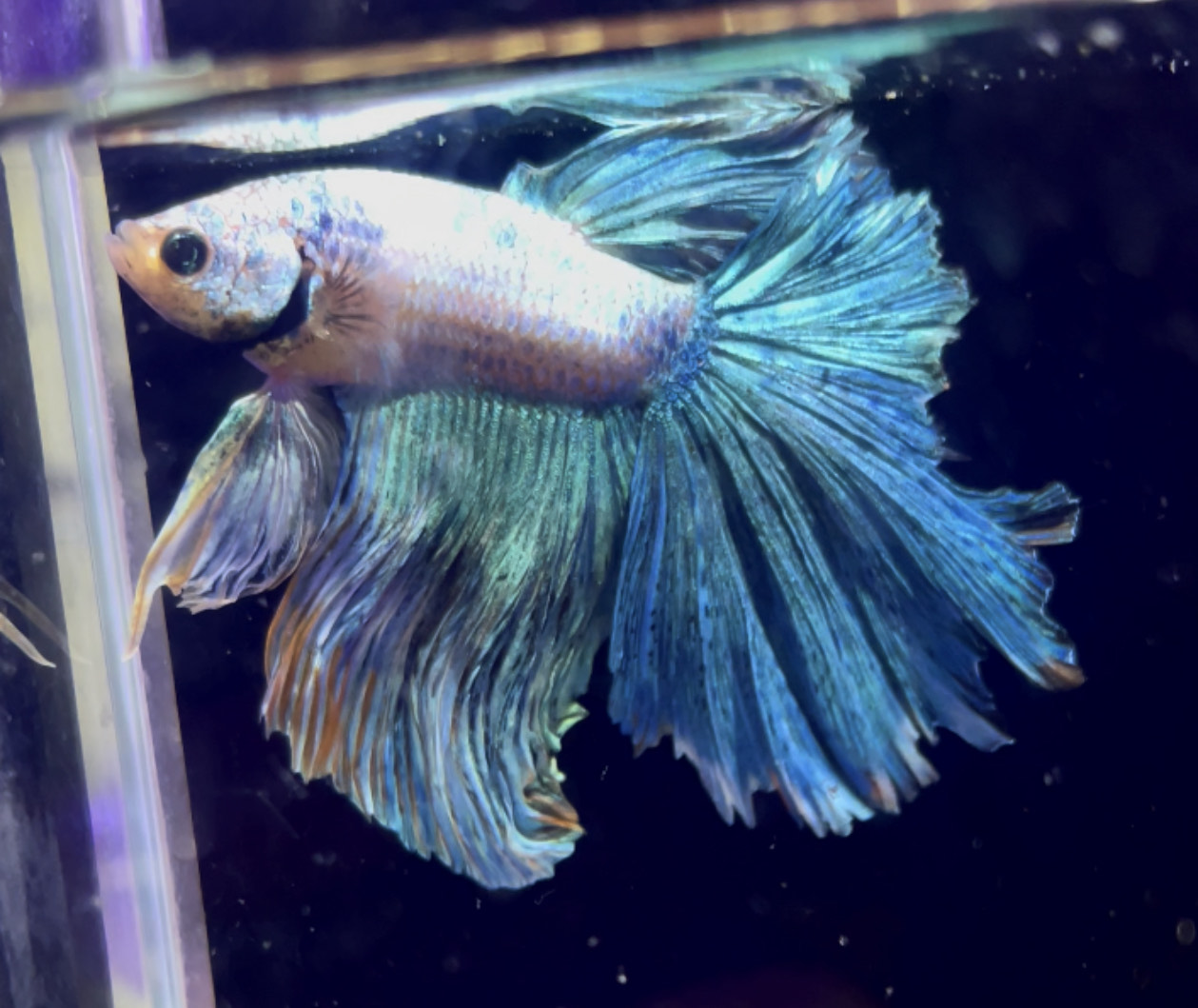 betta989