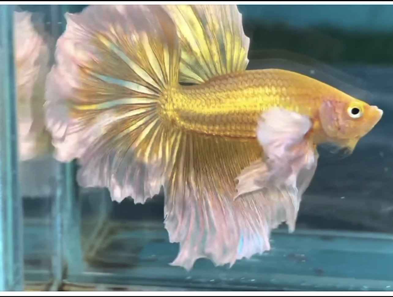 betta994