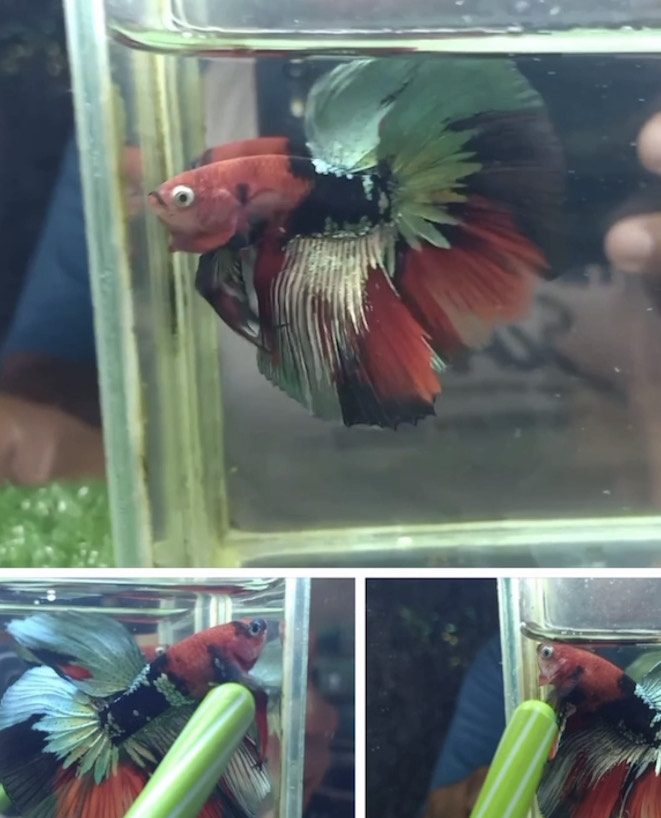 betta996