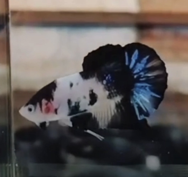 betta995