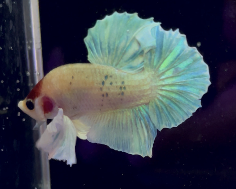 betta1002