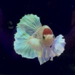 betta1002