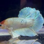 betta1002