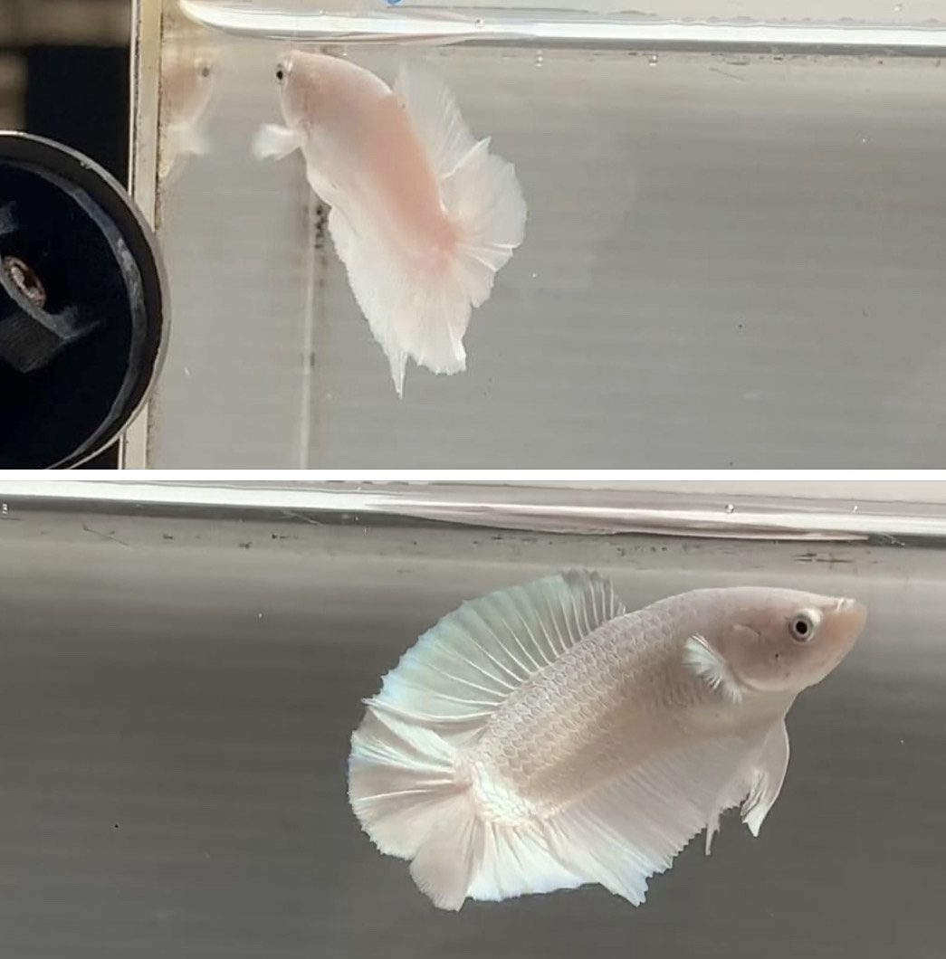 betta1004