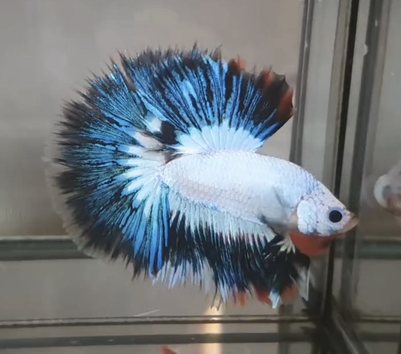 betta1003
