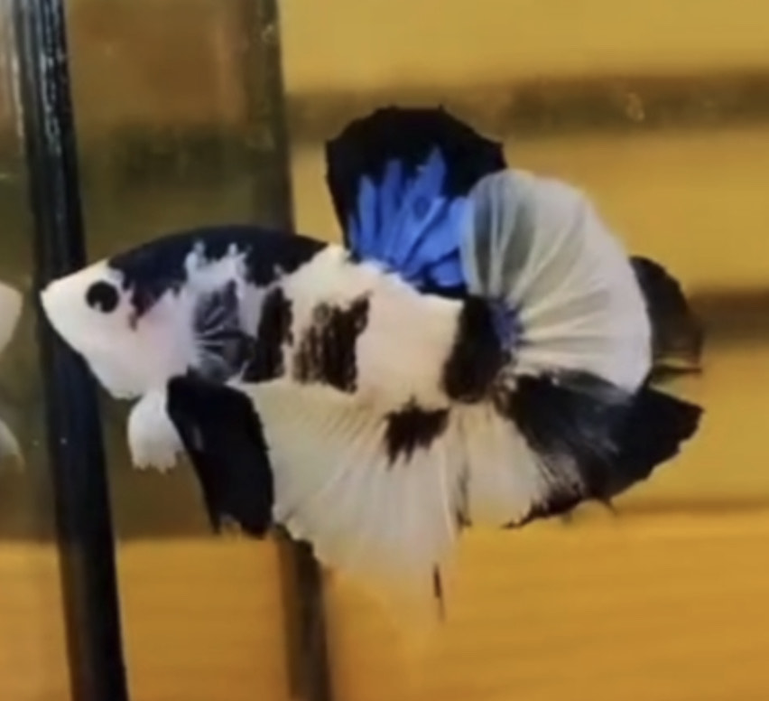 betta1007