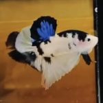 betta1007