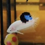 betta1006