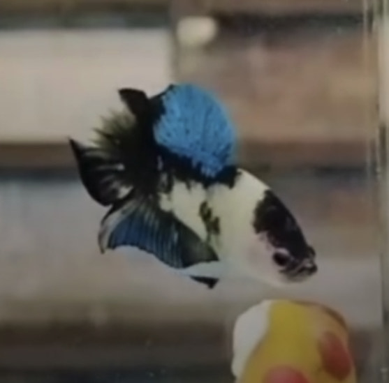 betta1005