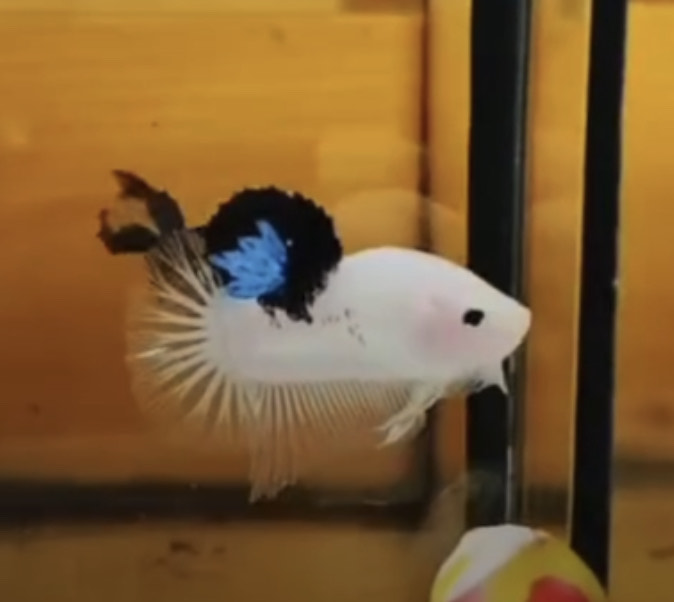 betta1006