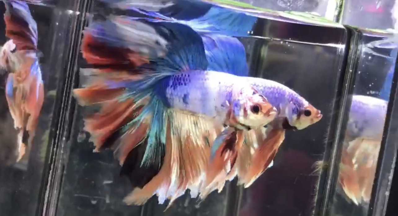 betta1011