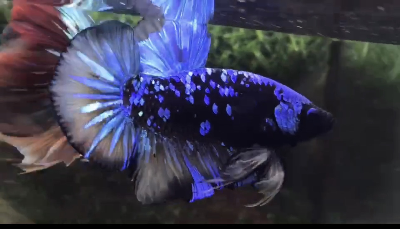 betta1008