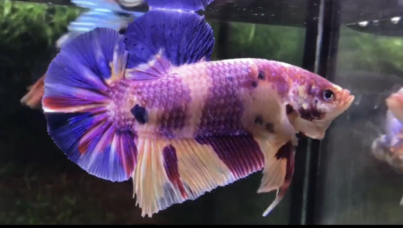betta1010