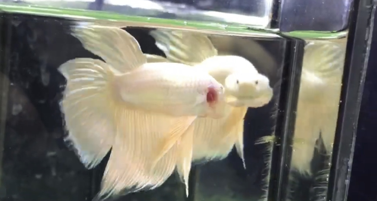 betta1009
