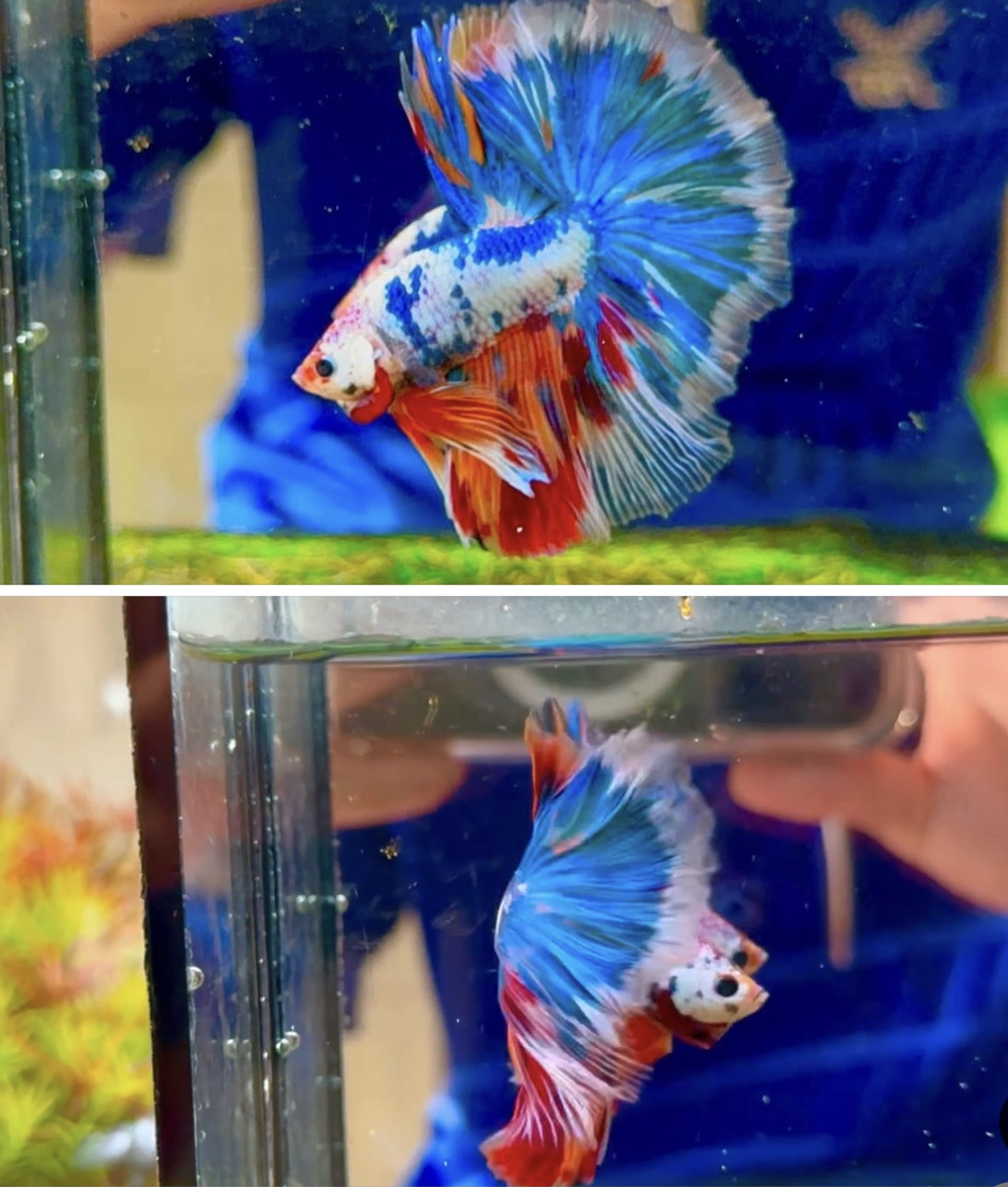 betta1012