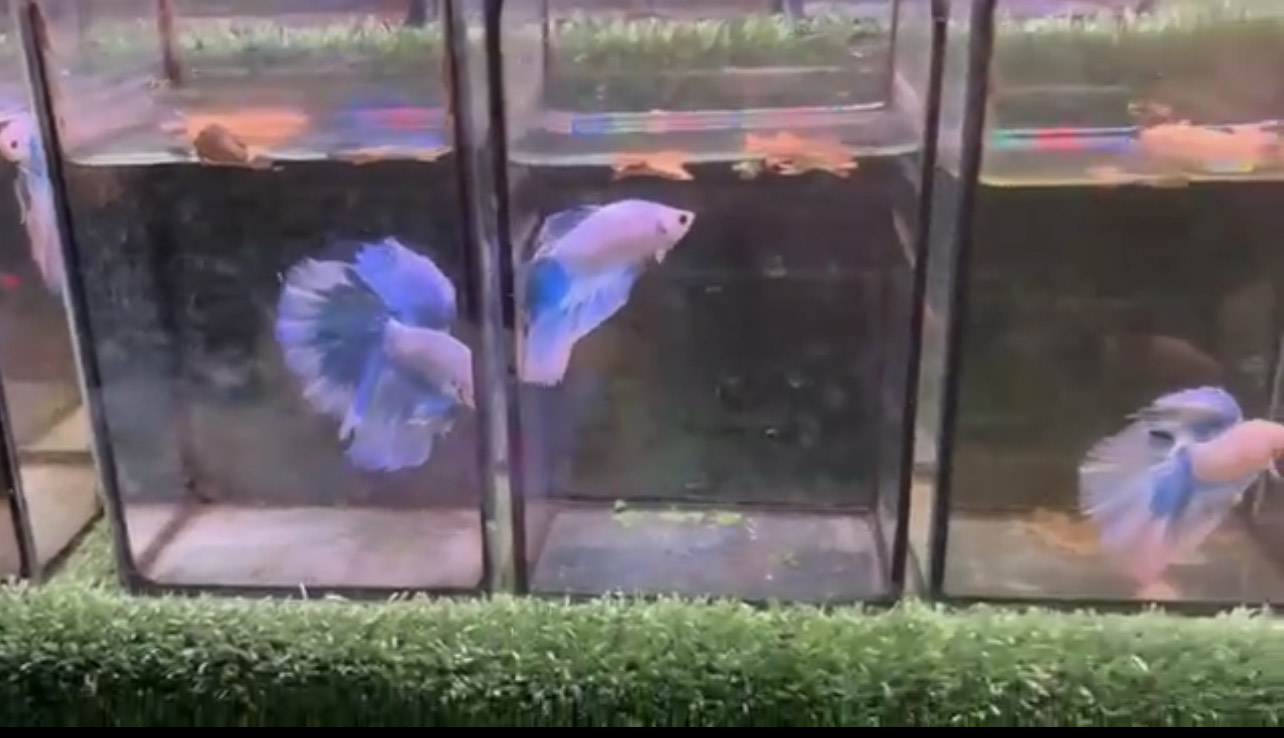 betta1013