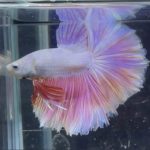 betta1013