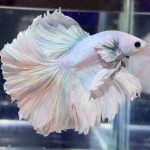 betta1024