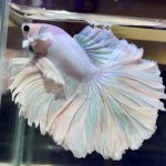 betta1024