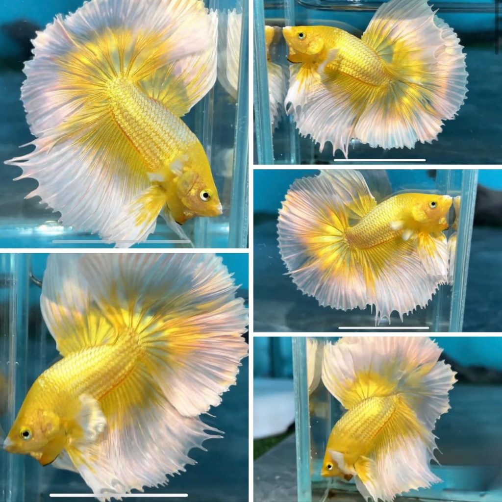 betta1027
