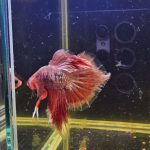 betta1017