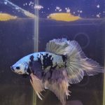 betta1016