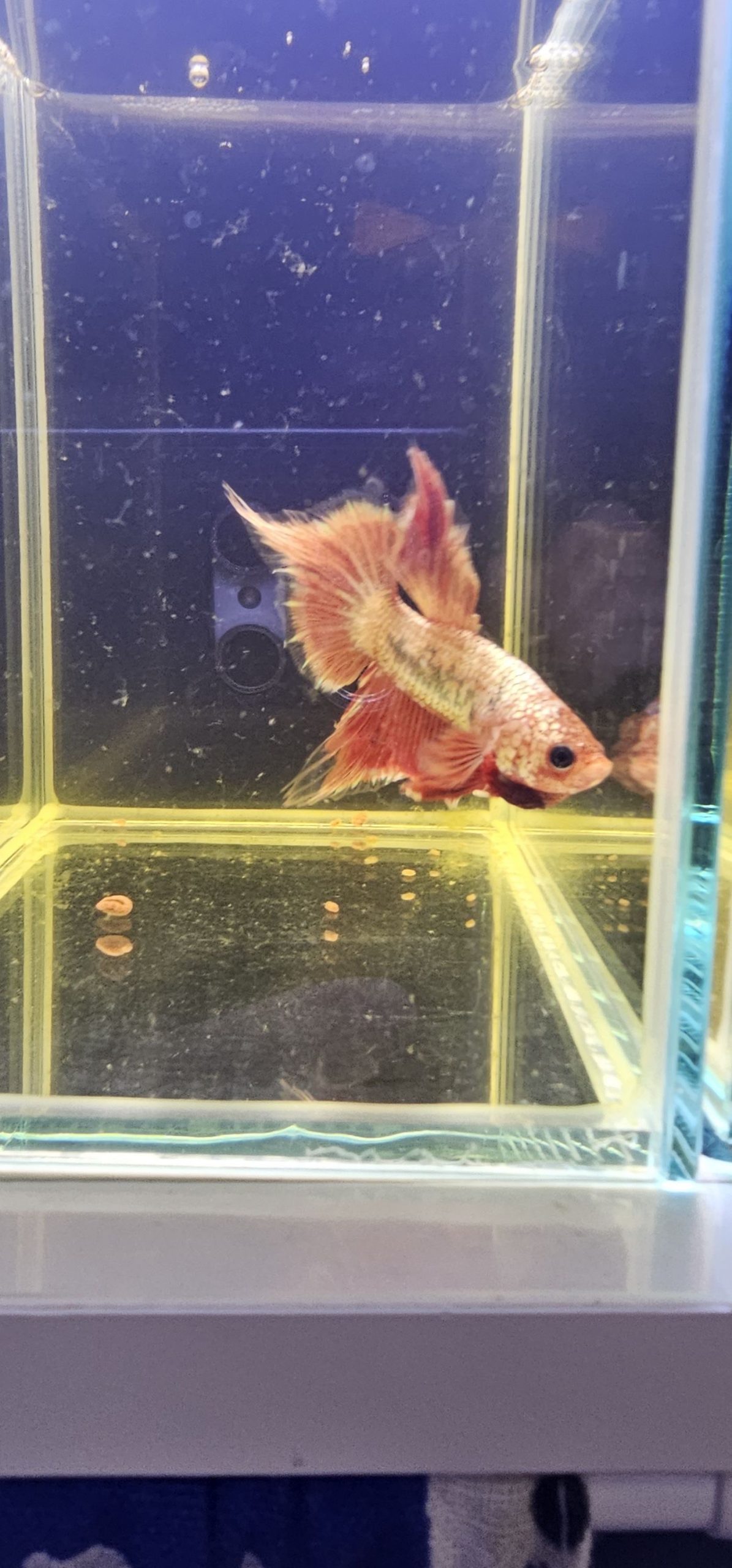 betta1017
